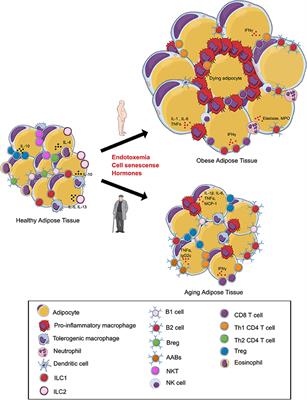 Frontiers The Immune Landscape Of Visceral Adipose Tissue During